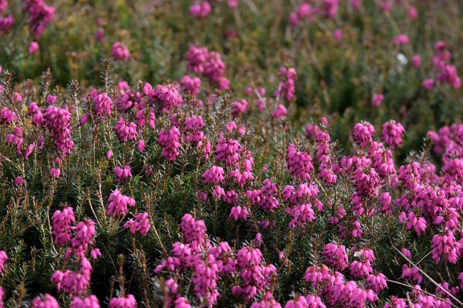 Эрика румяная