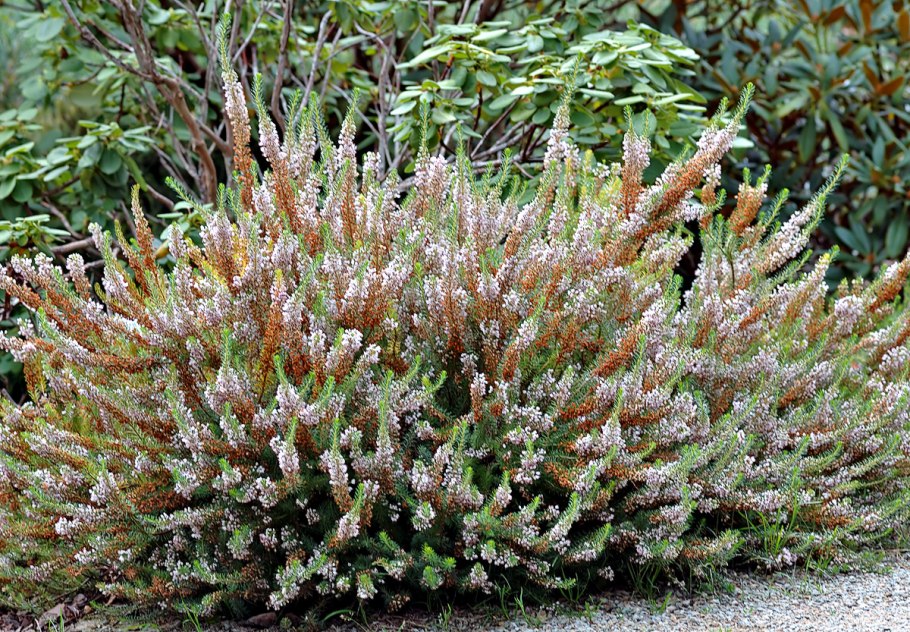 Calluna vulgaris 'zoe вереск
