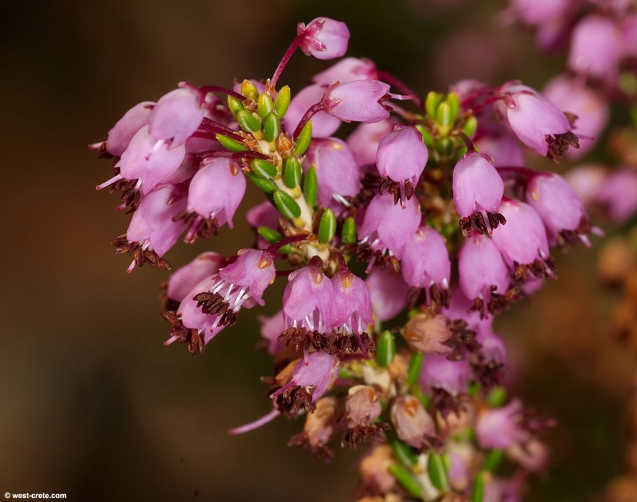 Каллуна / Вереск микс