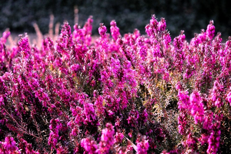 Вереск Бонита