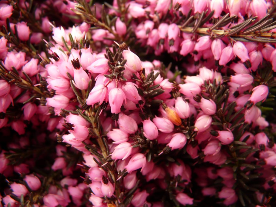 Эрика семейство Вересковые