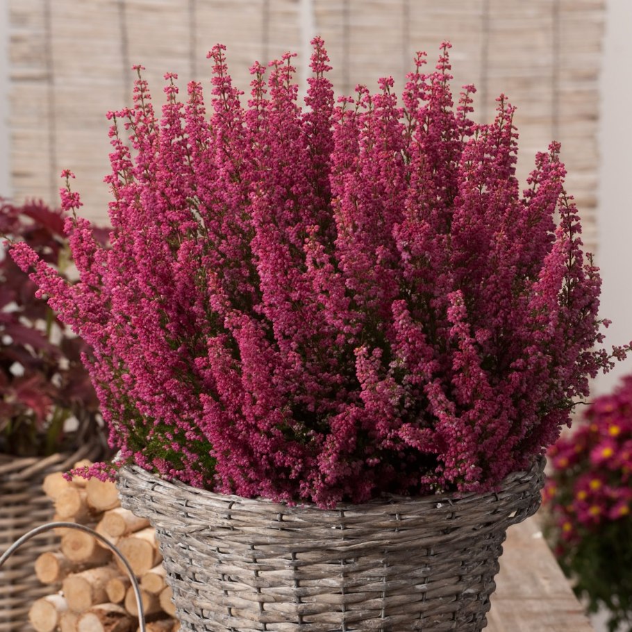 Вереск эрика