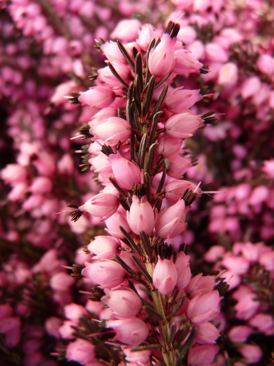 Цветок Каллуна Эрика