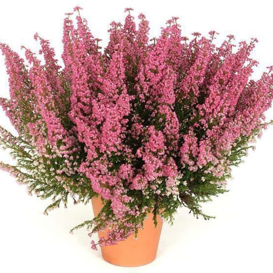 Эрика дарленская Kramer's rote