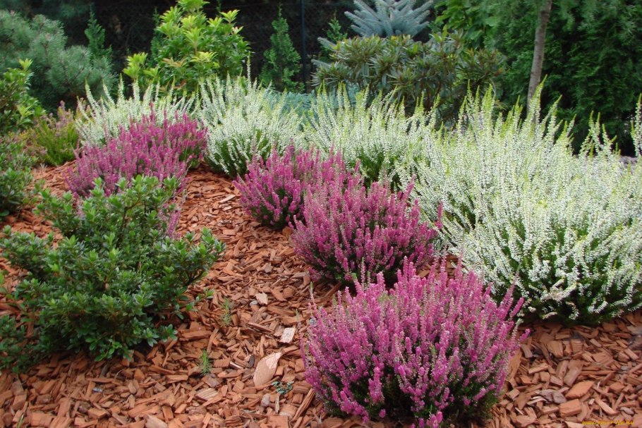 Calluna vulgaris Meike