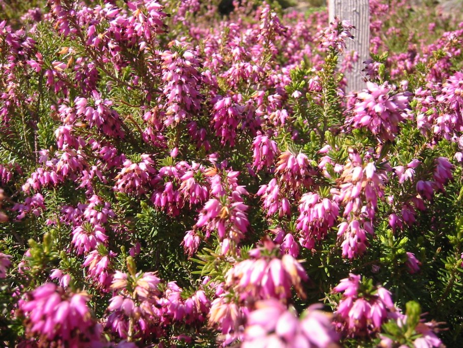 Цветок Вереск Эрика