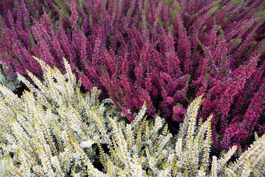Вереск обыкновенный calluna vulgaris