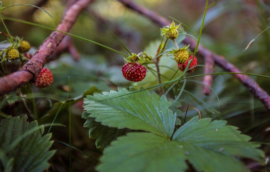 Лист земляника Лесная Дикая