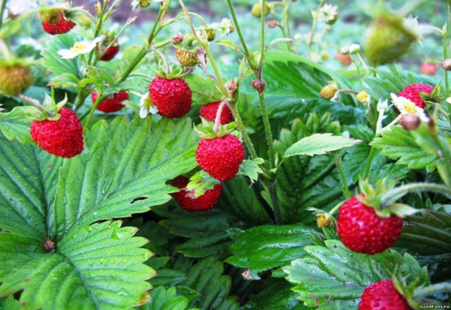 Виктория Луговая ягода