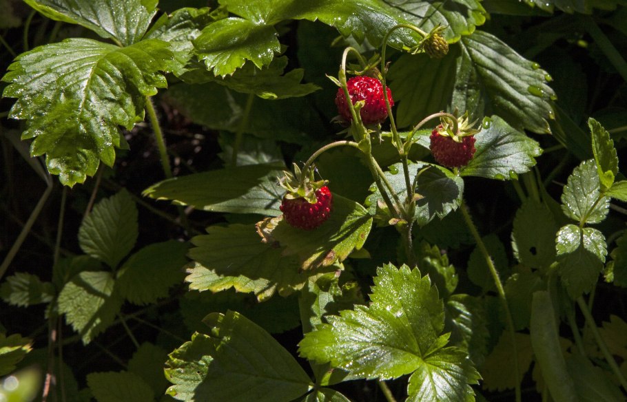 Сибирские дикоросы земляника