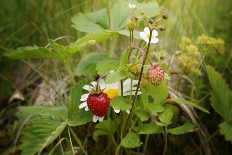 Земляника Лесная мезофит