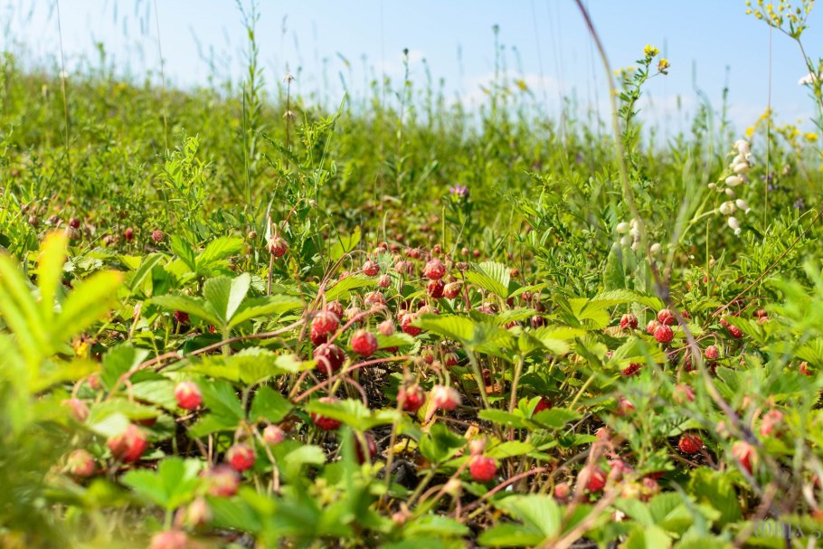 Земляника земляничная поляна