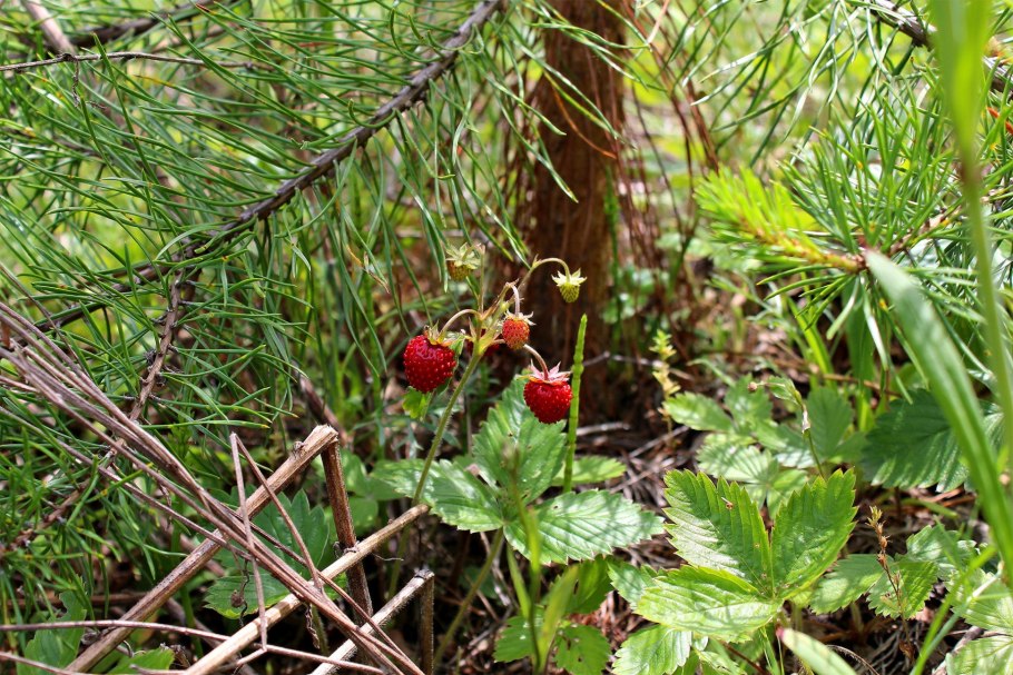 Fragaria elatior