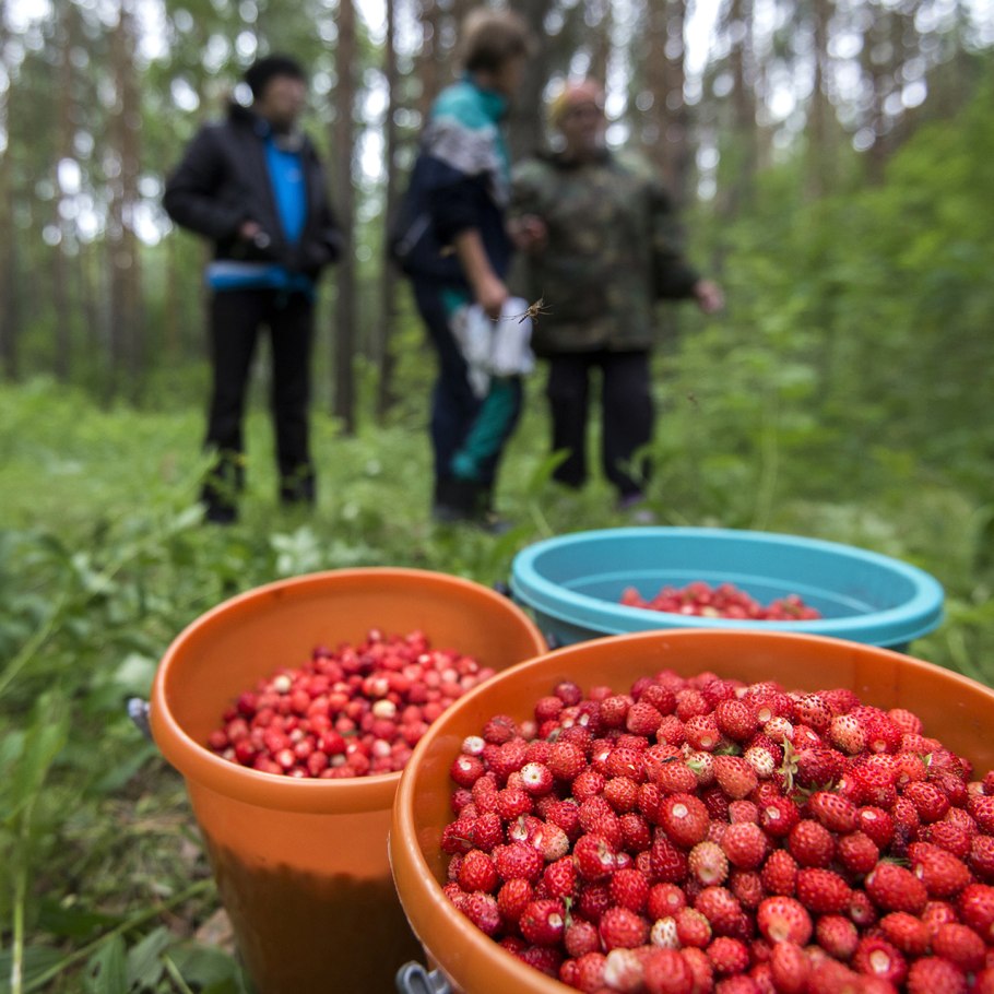 Корзина с ягодами