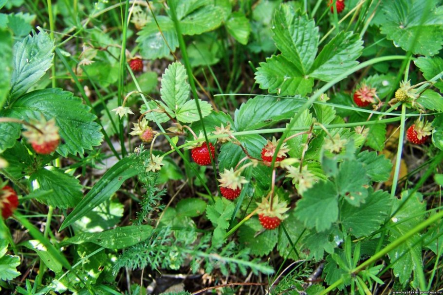 Морошка черника брусника