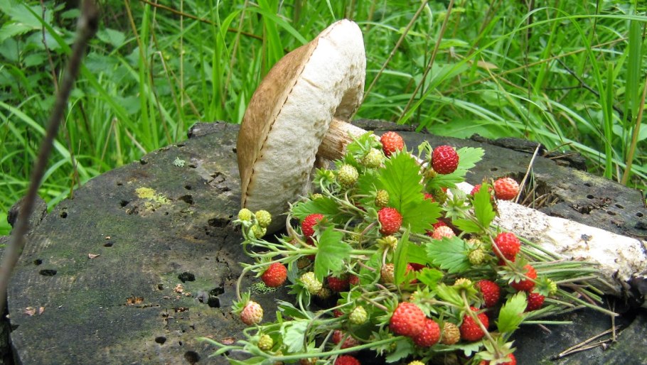 Земляника Лесная