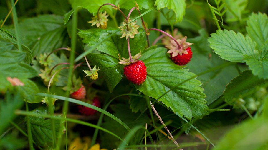 Клубника Лесная, Полуница