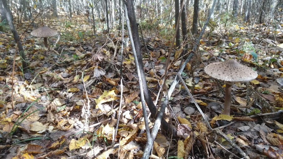 Степная клубника Алтай