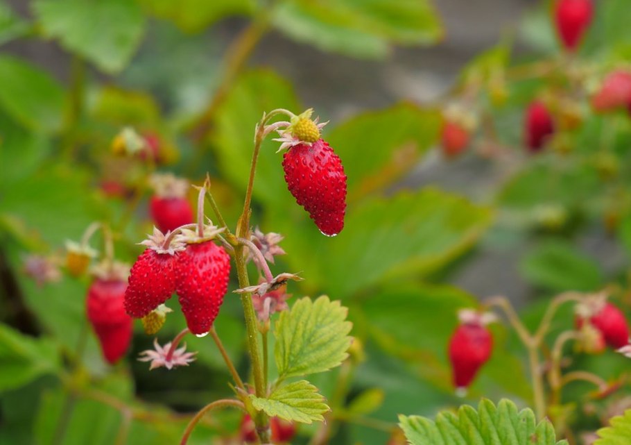 Земляника Лесная и Садовая