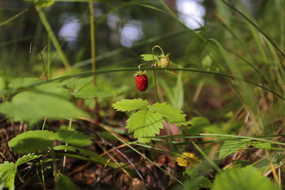 Уральская Лесная клубника