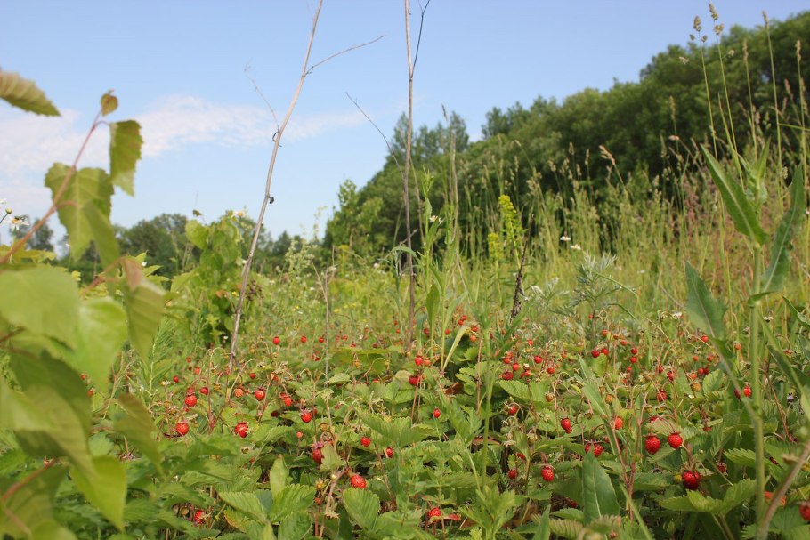 Земляничная поляна
