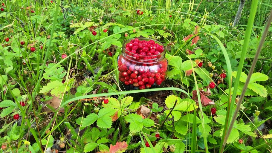 Березовая земляника