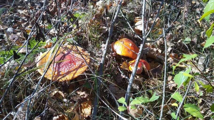 Сибирская земляника Лесная