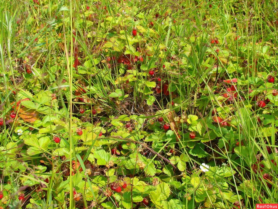 Земляничные Поляны Александр певчий