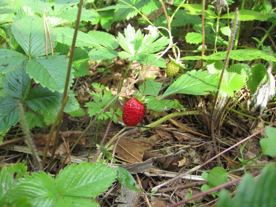 Земляника лесная