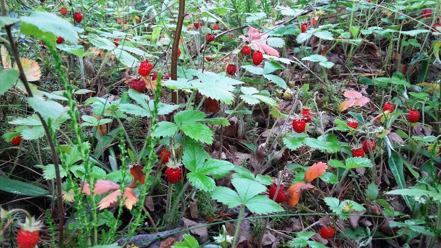 Родина земляники