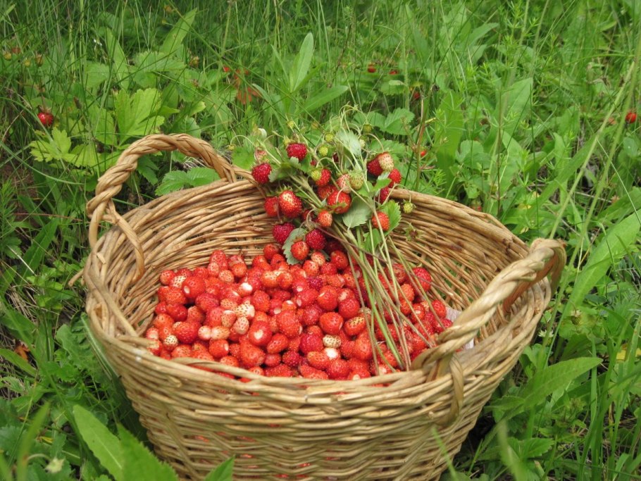 Сибирская земляника Лесная ягода