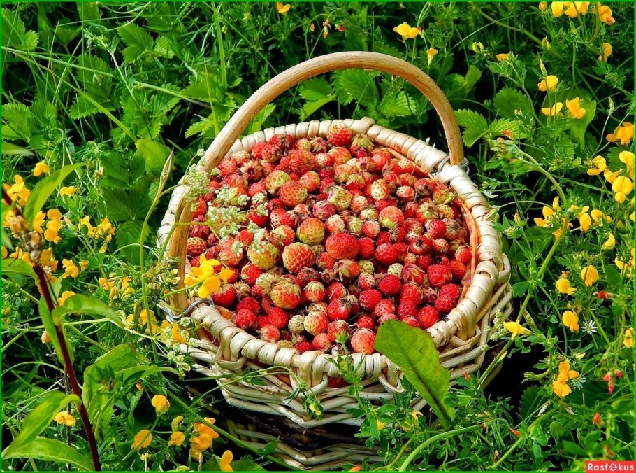 В лес за земляникой