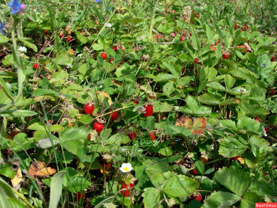 Клубника Лесная мускатная