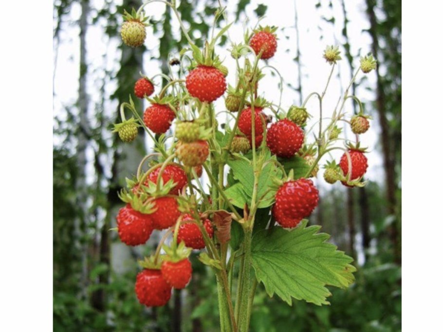 Клубника Лесная Полянка