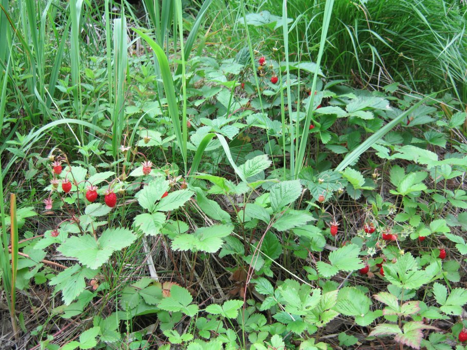Земляника Лесная теневыносливая