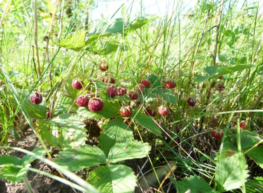 Луговая земляника