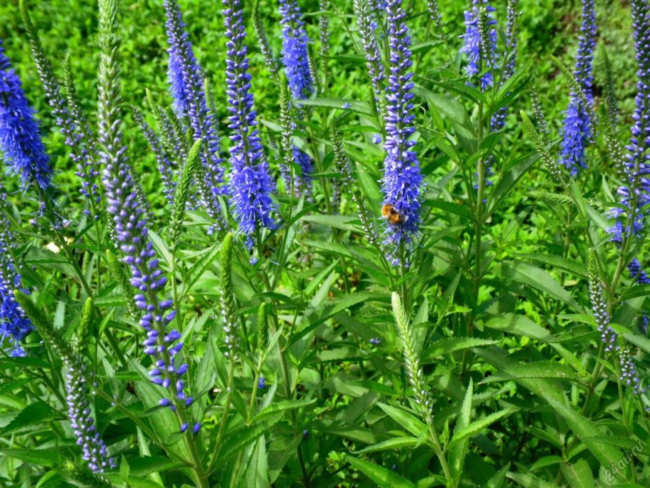 Вероника длиннолистная Royal Pink