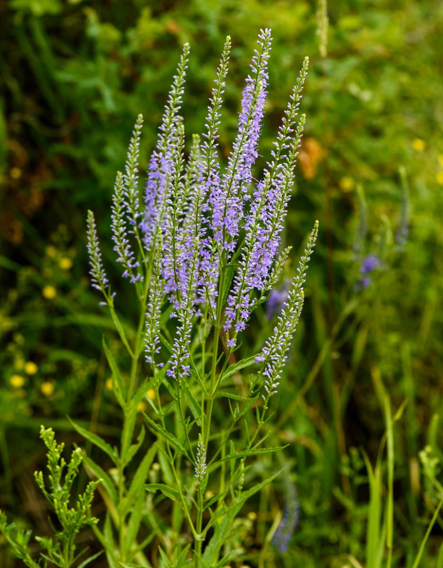 Вероника цветок фото дикорастущая