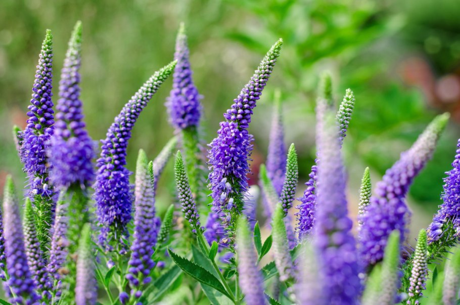 Вероника длиннолистная (Veronica longifolia)