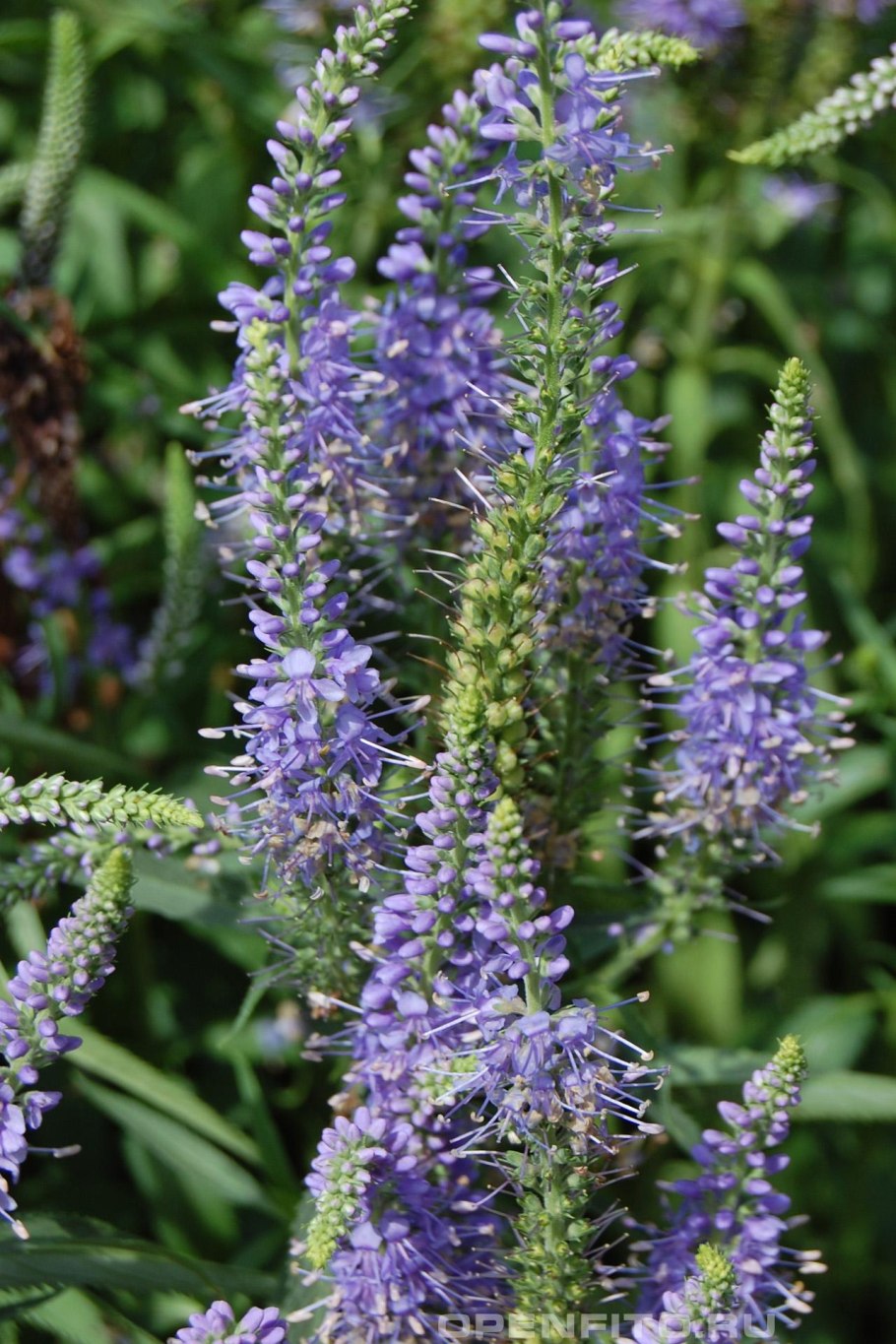 Вероника колосковая алстэ блу двоф