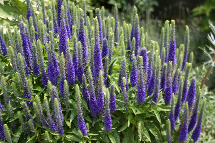 Вероника колосковая first Glory