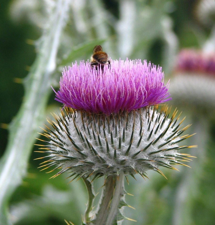 Татарник листья