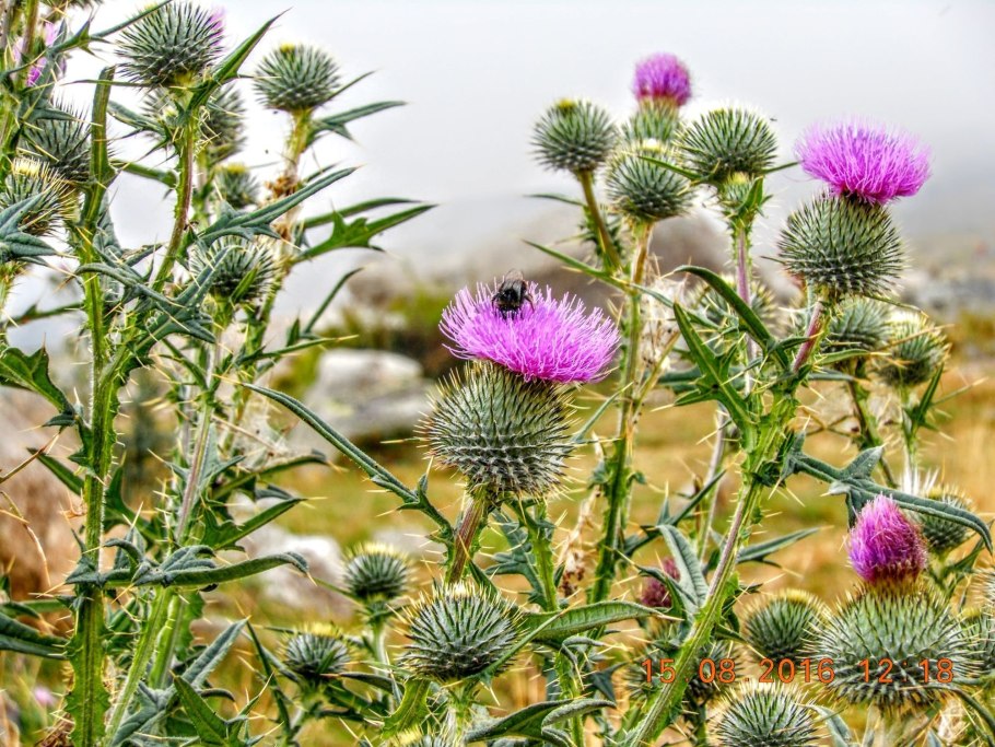 Татарник колючий чертополох