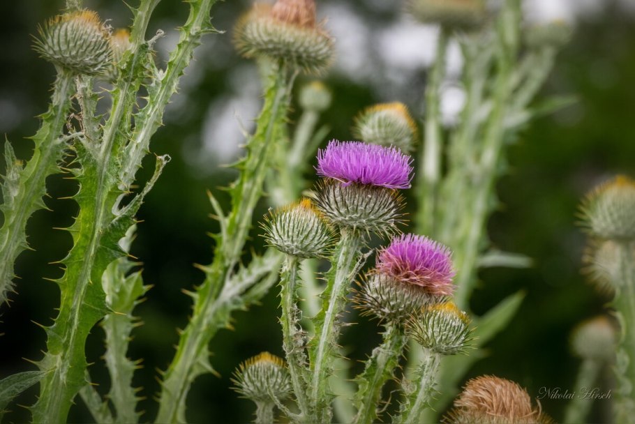 Чертополох синеголовник Чертогон