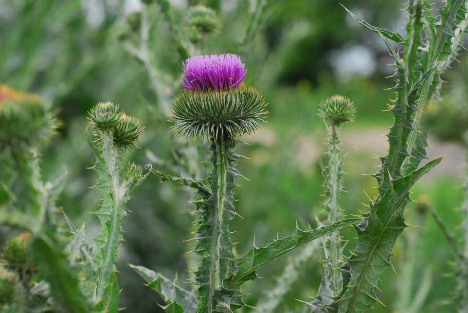 Татарник колючий чертополох
