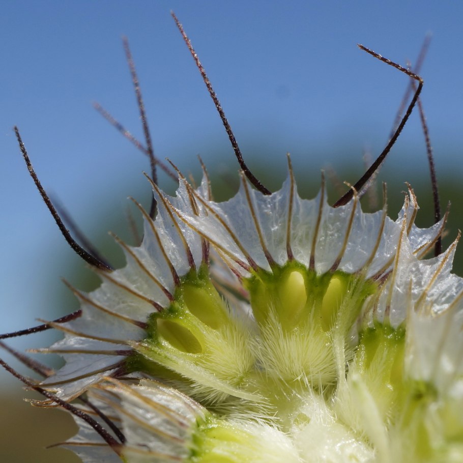 Валериана Плантариум