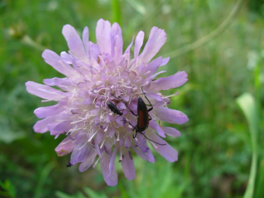 Валерианелла вздутая