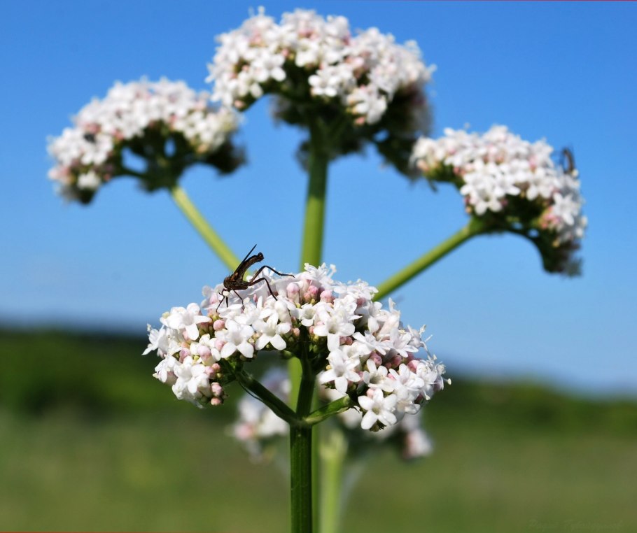 Ворсянка волосистая Dipsacus pilosus l.