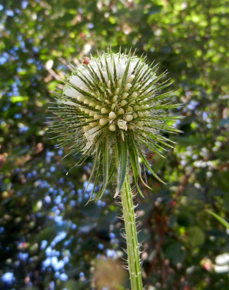 Ворсянка Лесная (Dipsacus fullonum)