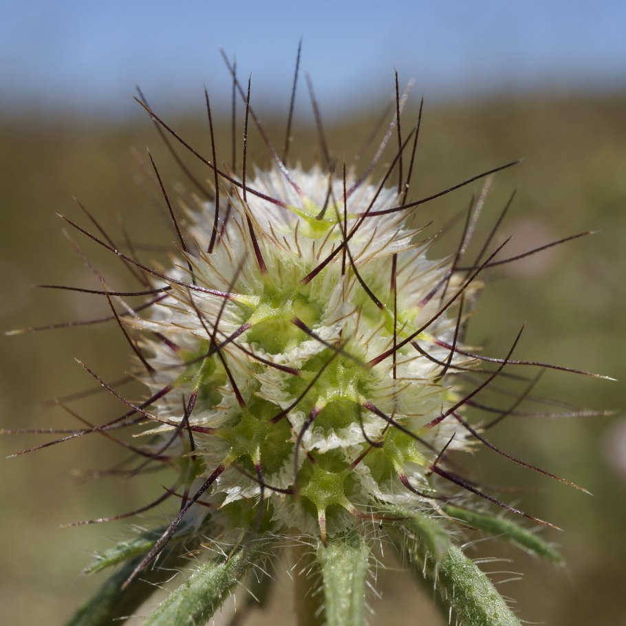 Валерианелла серповидная